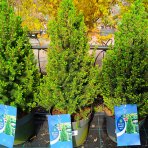  Smrek biely (Picea glauca) ´PERFECTA´ – výška 60-80 cm, kont. C5L
